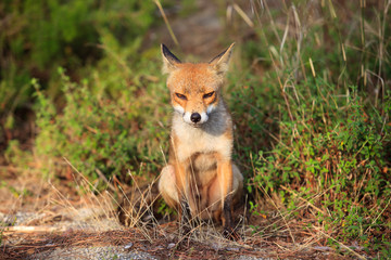 Alberese (GR), Italy - June 10, 2017: A fox in Uccellina Natural Reserve, Alberese, Grosseto, Tuscany, Italy, Europe