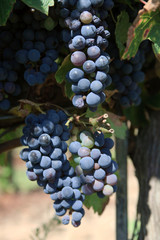 Scansano (GR), Italy - June 10, 2017: Morellino di Scansano vineyards, wine grapes growing, Tuscany, Italy.