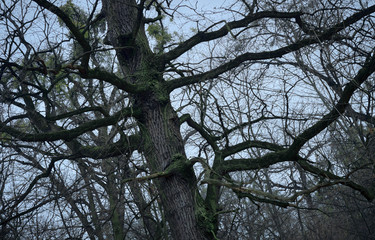 psychedelic tree branches pattern for background