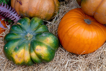 Beautiful ripe pumpkins lie on the straw. Farmers autumn harvest. Gorgeous autumn background with pumpkins.