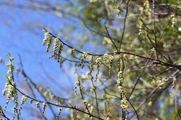 Stachyurus praecox is a deciduous shrub that blooms in spring with light yellow spikelets hanging down.