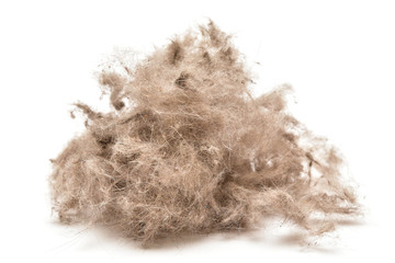Ball of animal hair fur, cat or dog hair on the white background.