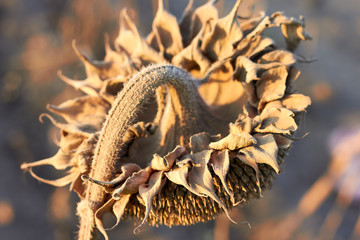 Fototapeta premium Close up of dry withered sunflower on a field