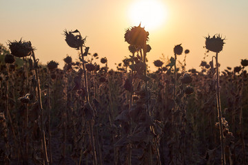 Naklejka premium Field Of Faded Sunflowers In Autumn Sunset