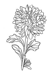 Summer, autumn flowers of chrysanthemum, field beautiful plant, hand draws with ink, buds from different angles with ink