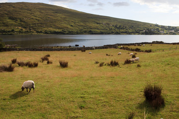 Connemara (Ireland), - July 20, 2016: Connemara landscape, Co. Galway, Ireland