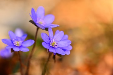 Spring flower. Beautiful colorful plant in the forest. Hepatica nobilis