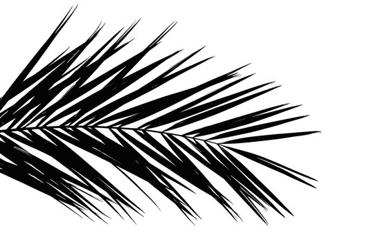 Black palm tree leaf isolated on white background
