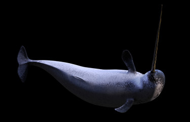 Narwhal, male Monodon monoceros isolated on black background © dottedyeti