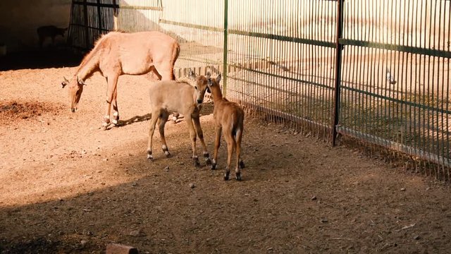 Clip of two Baby nilgai (calf) fighting or having fun in Zoo park in Indore, India