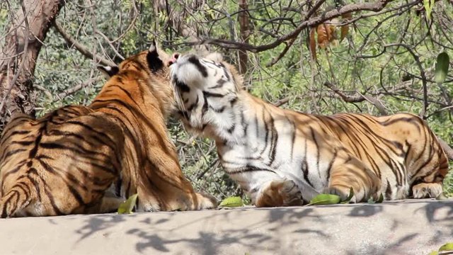 Young Indian Bengal tigers enjoying and making love in zoo park in India