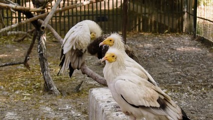 Clip of Egyptian vultures in cage in Zoo park side view I White Egyptian vultures sitting in cage