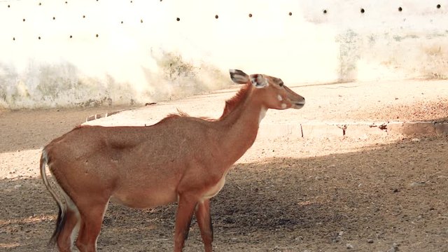 Clip of Nilgai animal standing and eating grass in zoo park