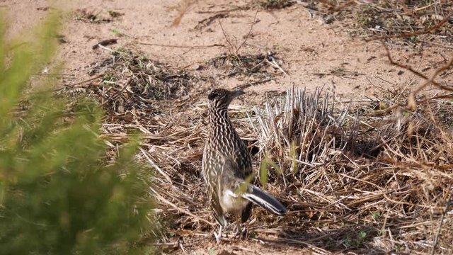 observing hopping roadrunner on ground, still high angle shot