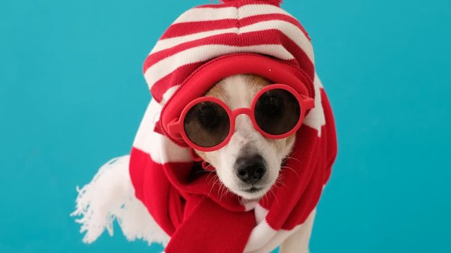 Dog wearing red sunglasses, knitted hat and scarf sitting and looking at camera isolated on blue background