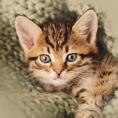 Kitten closed in towel warm sleepy small white