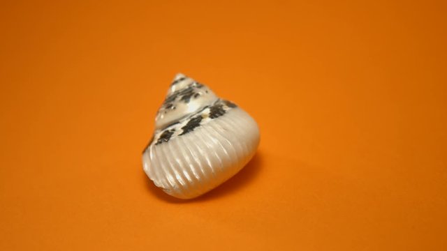 Coquillage sur fond orange