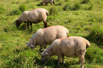 Antrim (Ireland), - July 25, 2016: Sheeps near Antrim coast, Co. Antrim, Ireland..