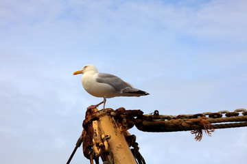 Donegal (Ireland), - July 20, 2016: A gull on a wood pole, Co. Donegal, Ireland
