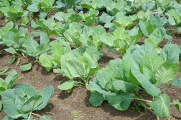 Fototapeta premium Cabbage grows in a vegetable garden