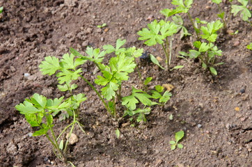 Young parsley greens grow in the garden
