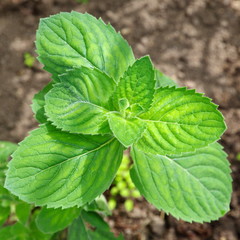 Fragrant mint, or round-leaved mint (lat. Mentha suaveolens) close up