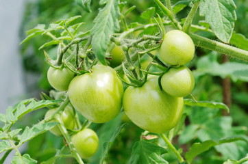 Green tomatoes on a branch close up