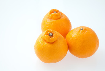 　はるみみかん　フルーツ