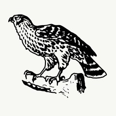 Illustration of a hawk sitting on tree branch isolated on white background