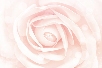 Fototapeta na wymiar A bud of a gentle light pink rose close-up in soft pastel colors. Romantic floral background with bokeh, delicate flower head for design cards for weddings, love.
