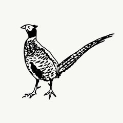 Illustration of a pheasant isolated on white background