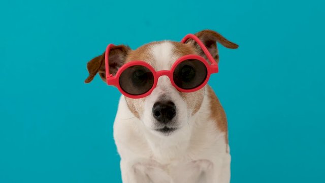 Funny jack russell terrier dog looking at camera in red sunglasses on a blue background