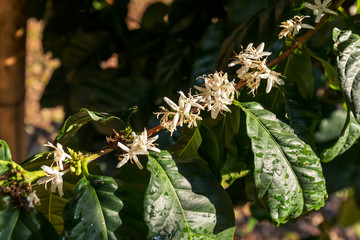 Close up view of Arabica coffee white flower blossom on coffee tree branch at plantation