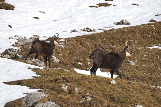 Zwei Gemsen am Sonnwendjoch