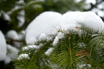 fir tree branch with snow