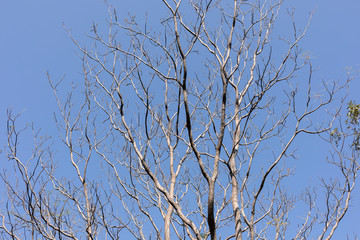 Fototapeta premium Texture and patten of tree branches on blue sky