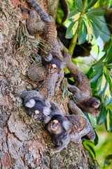 Group of white-tufted-ear Marmosets (small monkeys) on tree brach in the rainforest, in São Paulo 