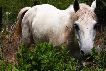 White horse behind a rural fence. Grazing in freedom.