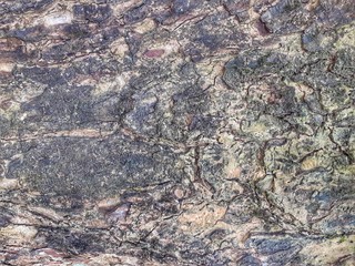 Rough texture of a big tree trunk. Tree  trunk background  texture 