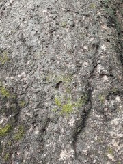 Rough texture of a big banyan tree trunk. Banyan tree background