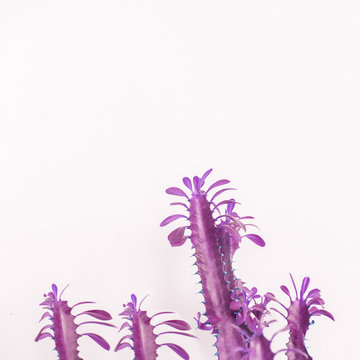 Fashion tropical purple cactus. Minimal trendy stillife on white background