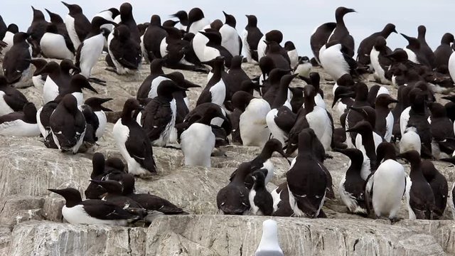 colonies of seabirds on the Scottish islands