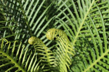 Closeup of Blechnum leaves under the sunlight with a blurry background