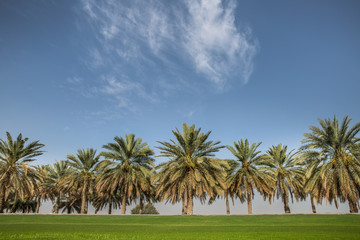 Fototapeta na wymiar Palm trees in the background with a blue sky