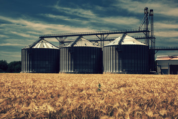 Fototapeta na wymiar Farm, wheat field with grain silos for agriculture