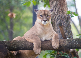 Cougar animal relax on tree