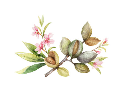 Watercolor vector wreath of fruits and leaves of almonds.