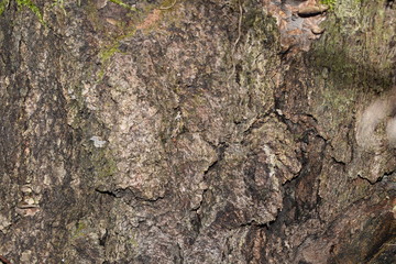 bark of a tree