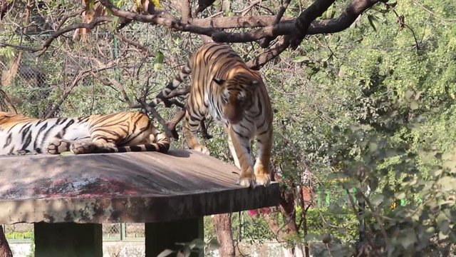 A young tiger walking on edge of rooftop and looking place to jump on ground I Bangal tiger in mood of playing in Zoo park in India