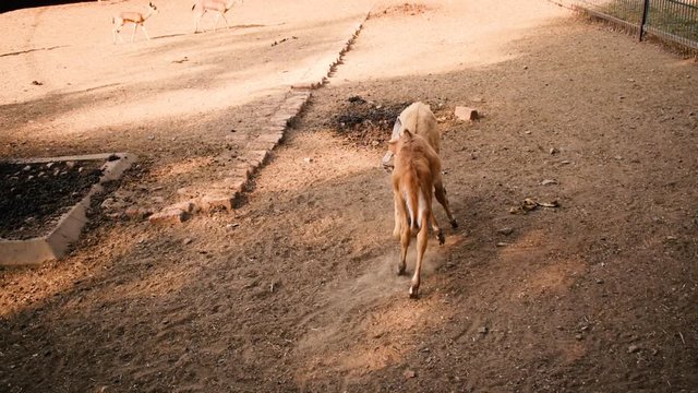 Clip of two Baby nilgai (calf) fighting or having fun in Zoo park in Indore, India